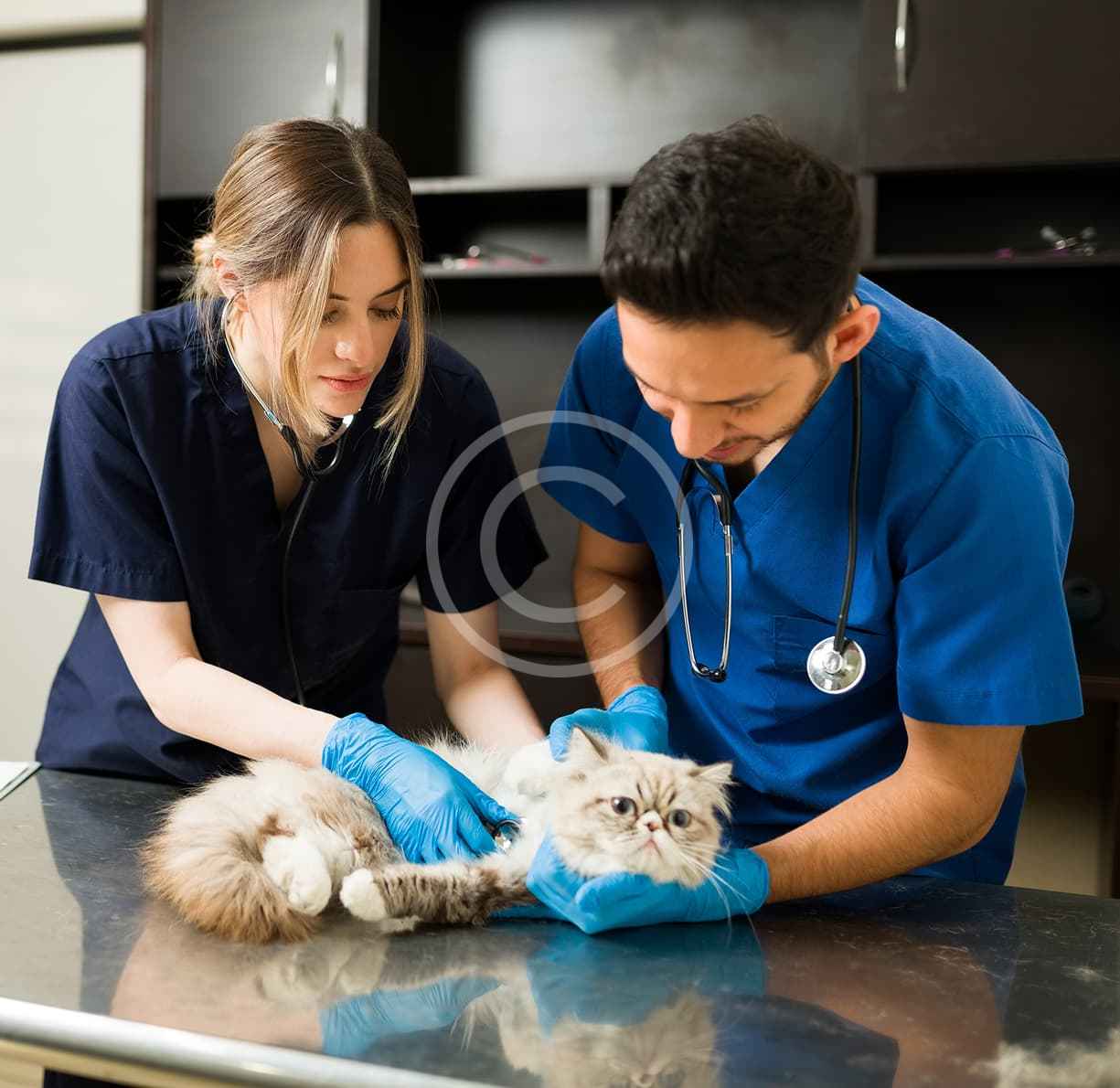 custom img 22 copyright